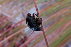 Paropsisterna octosignata