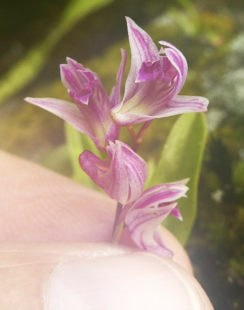 Dendrobium monticola P.F.Hunt & Summerh.