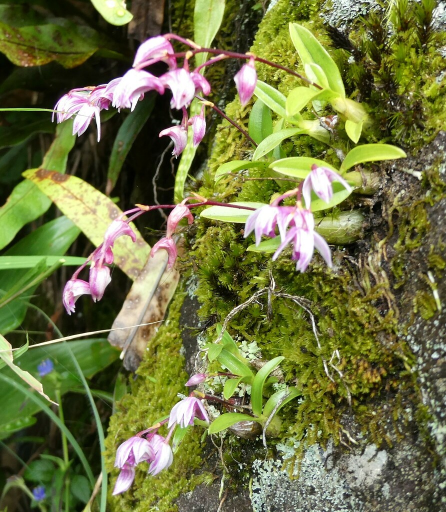 Dendrobium monticola P.F.Hunt & Summerh. 3