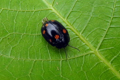 Paropsisterna octosignata