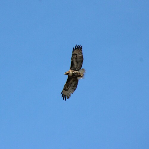 iNaturalist observation photo of Red-tailed Hawk