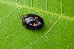 Paropsisterna octosignata