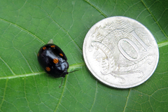 Paropsisterna octosignata