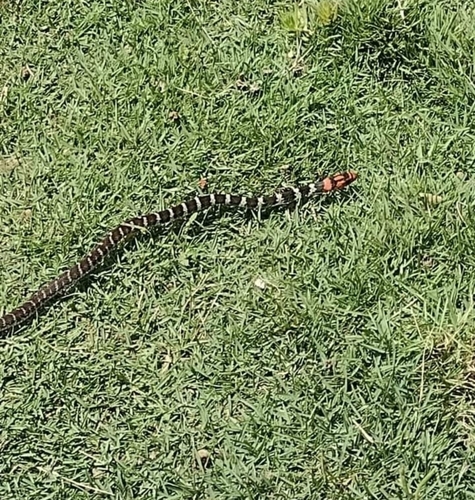 Brazilian Woodland Racer