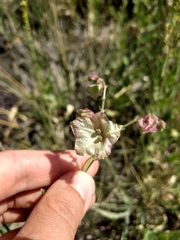 Mirabilis linearis linearis