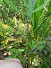 Hygrophila costata