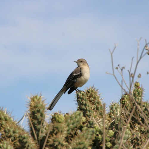 iNaturalist observation photo of Northern Mockingbird