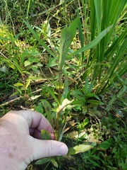 Hygrophila costata