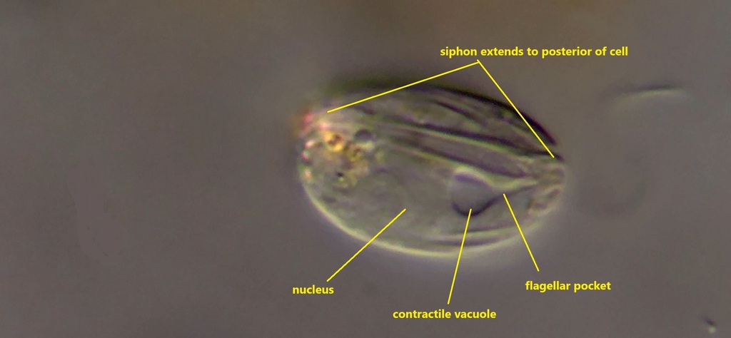 Entosiphon