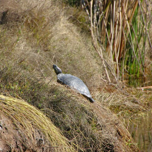 iNaturalist observation photo of Red-eared Slider