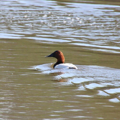 iNaturalist observation photo of Canvasback