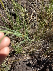 Mirabilis linearis linearis