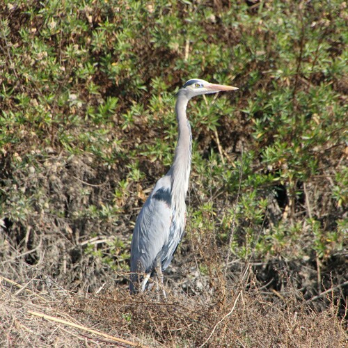 iNaturalist observation photo of Great Blue Heron