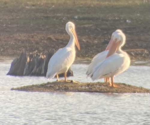 American White Pelican photographed in Georgia