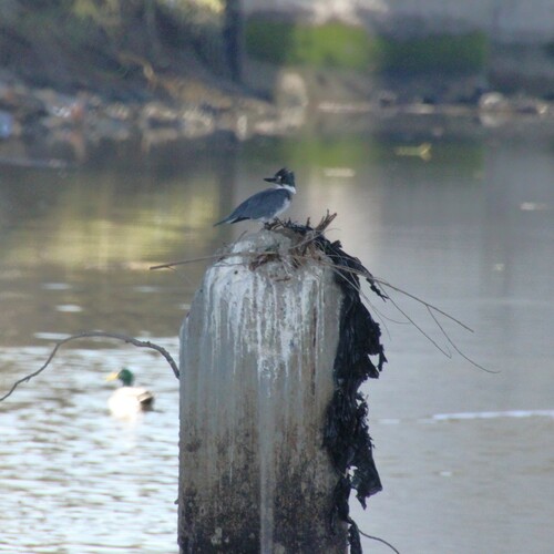 iNaturalist observation photo of Belted Kingfisher