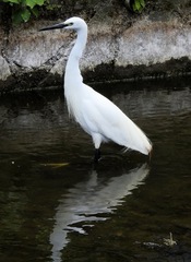 Egretta garzetta