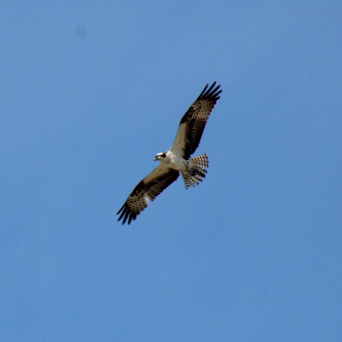 iNaturalist observation photo of Osprey