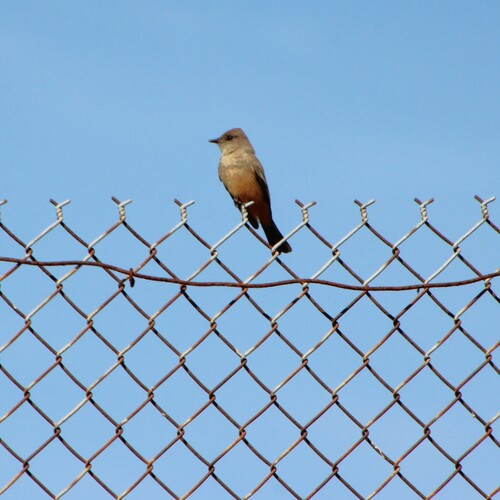 iNaturalist observation photo of Say's Phoebe