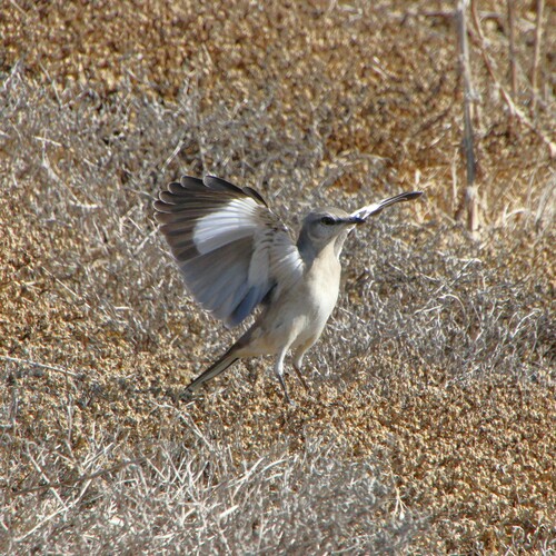 iNaturalist observation photo of Northern Mockingbird