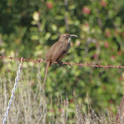 iNaturalist observation photo of California Thrasher
