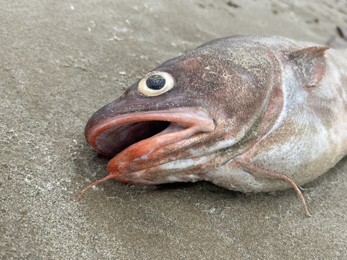 Bastard cod (Pseudophycis barbata) — Moridae — 3