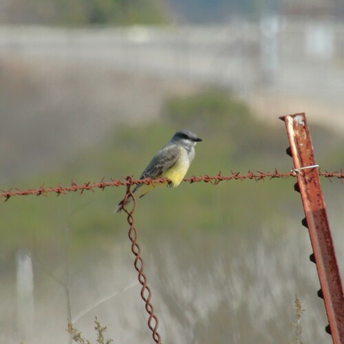 iNaturalist observation photo of Cassin's Kingbird