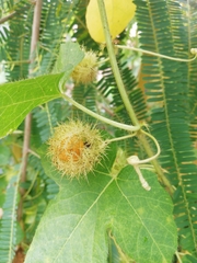 Passiflora foetida