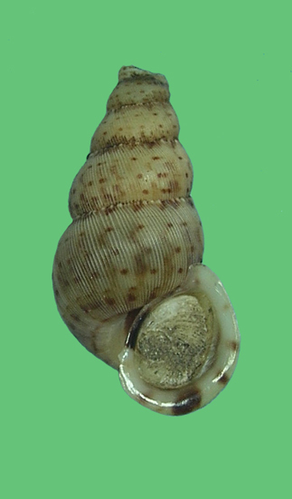 Parachondria
