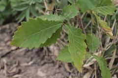 Quercus crispula