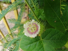 Passiflora foetida