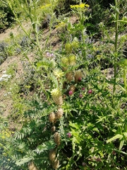 Astragalus alopecurus