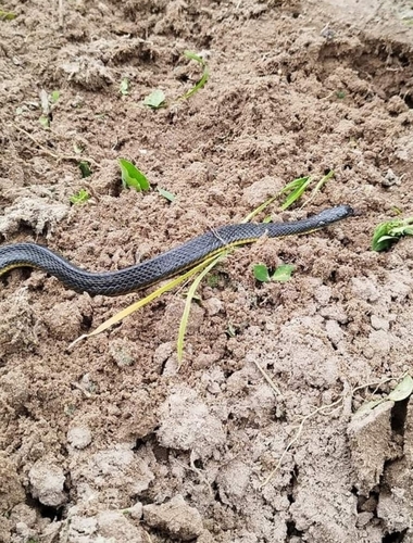Dotted Brown Snake