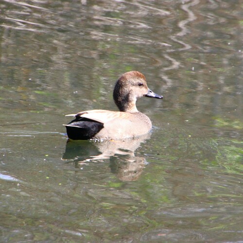 iNaturalist observation photo of Gadwall