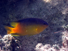 Stegastes leucostictus