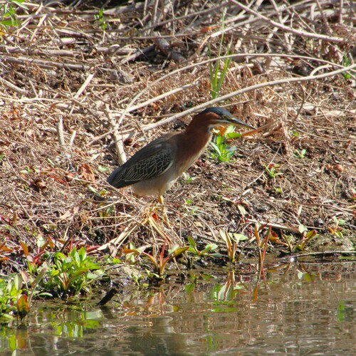 iNaturalist observation photo of Green Heron