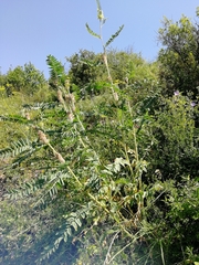 Astragalus alopecurus