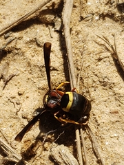 Euodynerus crypticus