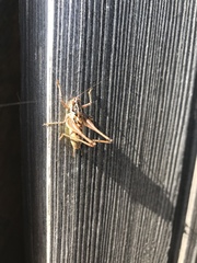 Pachytrachis striolatus