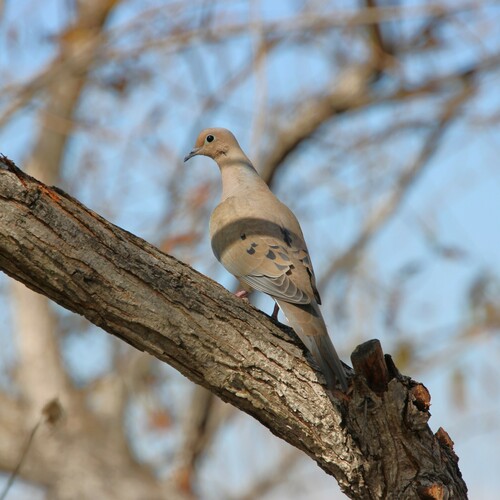 iNaturalist observation photo of Mourning Dove