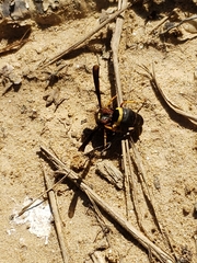 Euodynerus crypticus