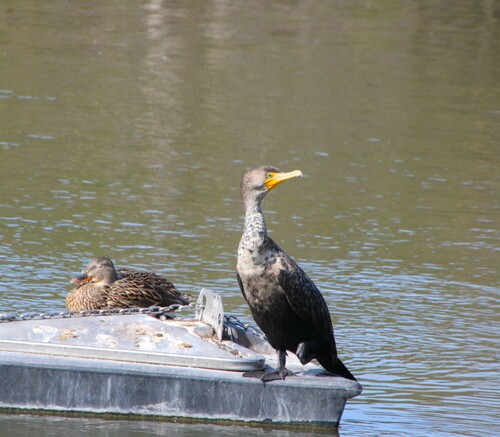 iNaturalist observation photo of Double-crested Cormorant