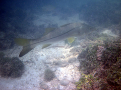 Centropomus undecimalis