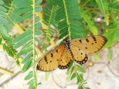 Acraea terpsicore