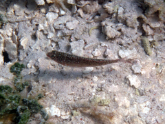 Malacoctenus macropus