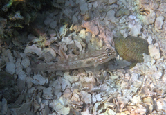 Coryphopterus glaucofraenum