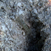 Floridian Sand Snapping Shrimp - Photo (c) Kent Miller, some rights reserved (CC BY-ND), uploaded by Kent Miller