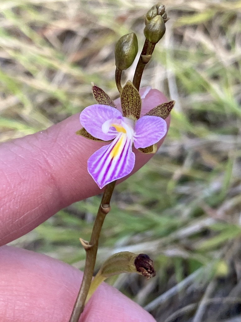 Tetramicra canaliculata