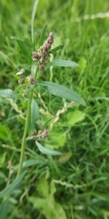 Atriplex patens