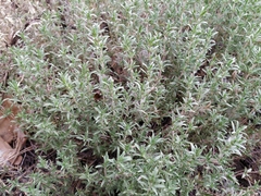 Thymus pallasianus