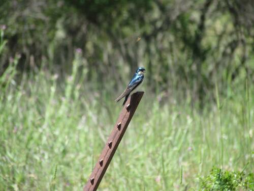 iNaturalist observation photo of Tree Swallow